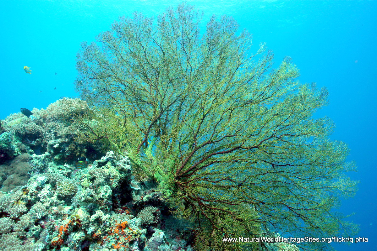 Tubbataha Reefs Natural Park  Natural World Heritage Sites