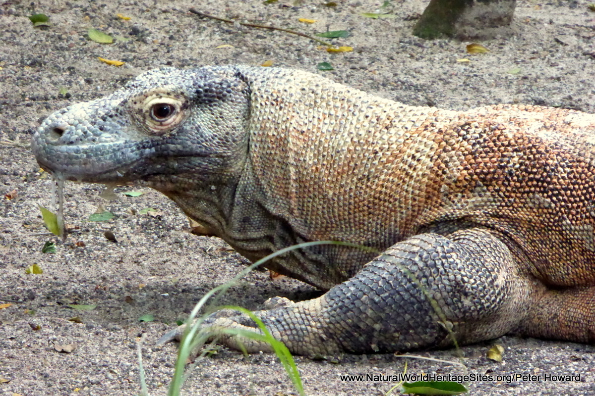 Komodo National Park | Natural World Heritage Sites