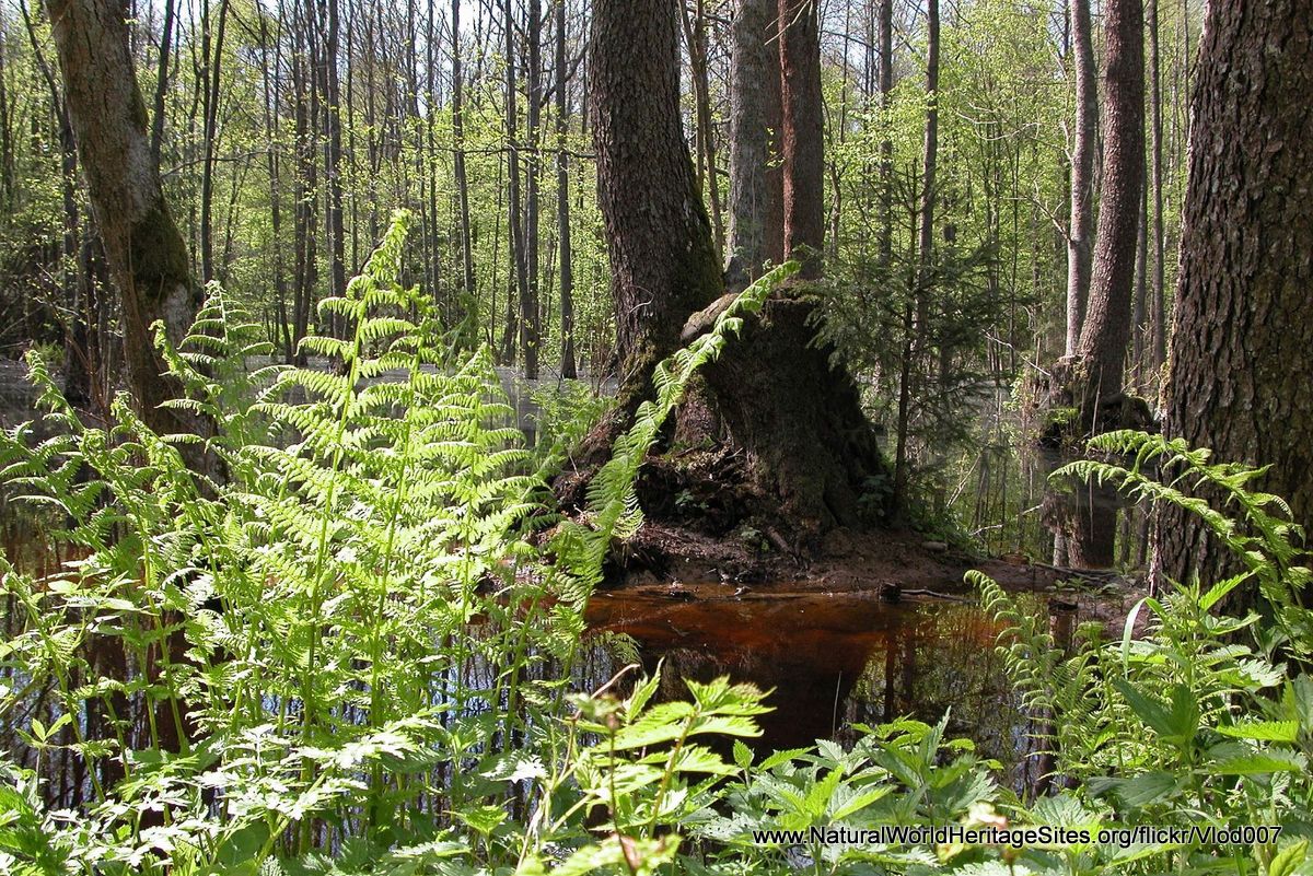 Bialowieza Forest | Natural World Heritage Sites