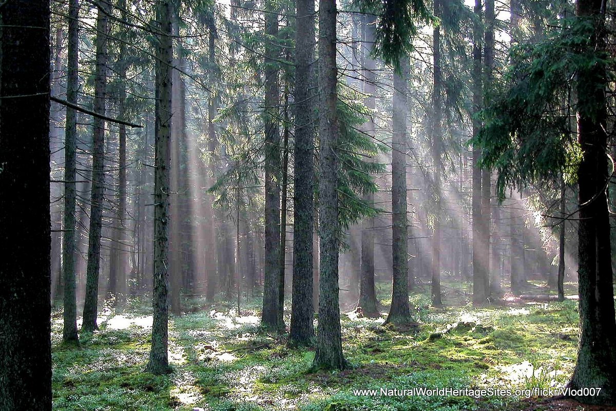 Bialowieza Forest | Natural World Heritage Sites