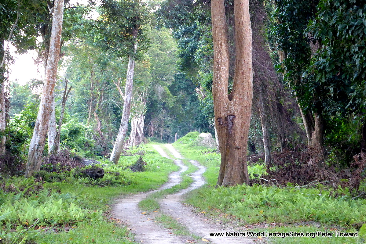 Kaziranga census reports 175% increase in bird population, Kaziranga  National Park HD wallpaper | Pxfuel