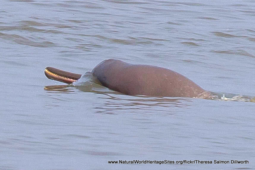 Do Freshwater Dolphins Live In The Sundarbans? 2022